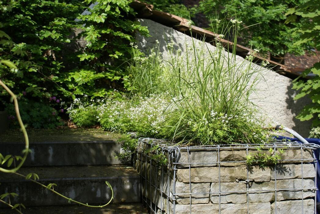 Bilder Flückiger Gartenbau