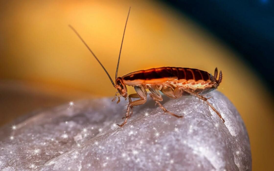 Bilder Insectokill