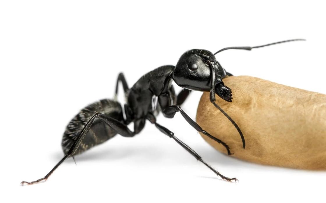 Bilder Insectokill