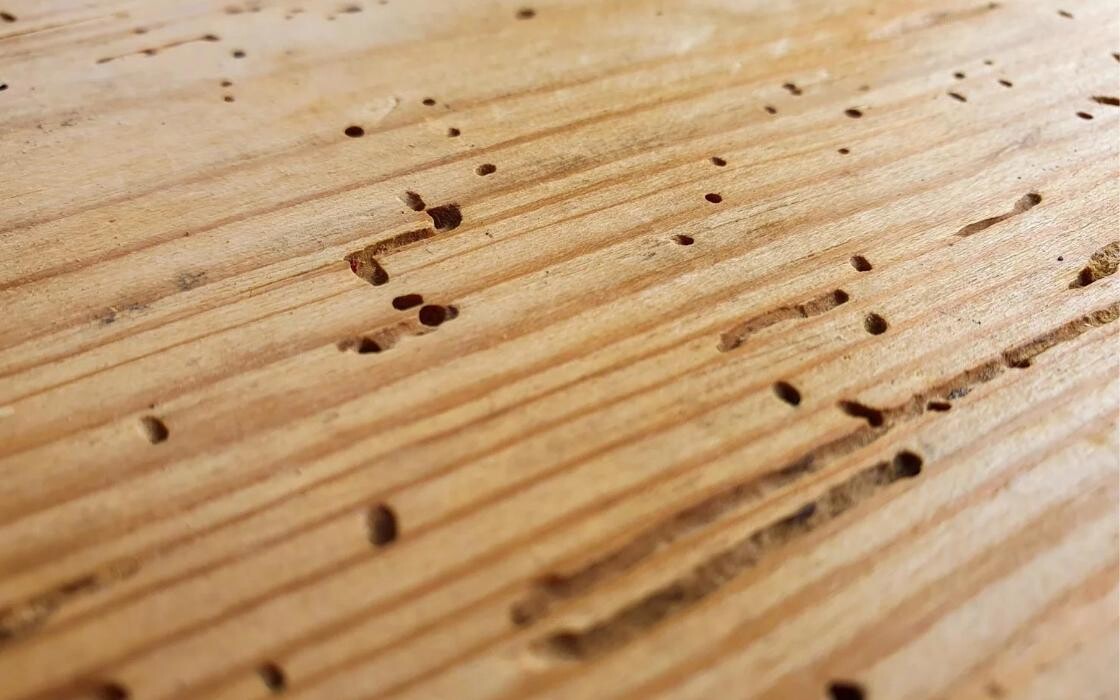 Bilder Insectokill