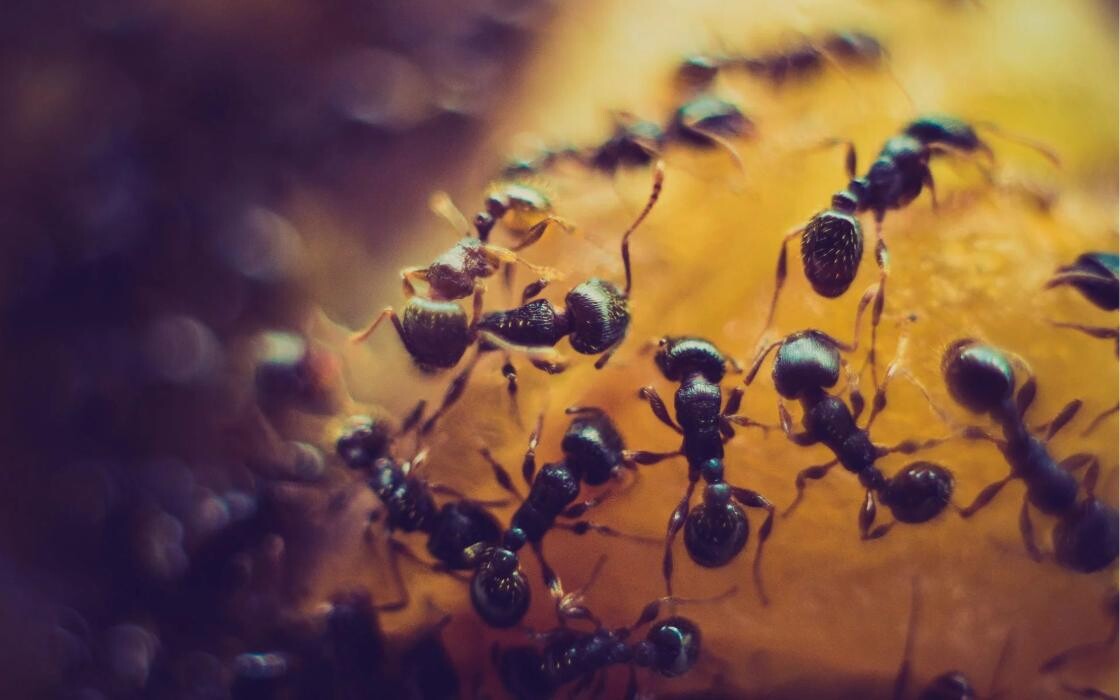 Bilder Insectokill