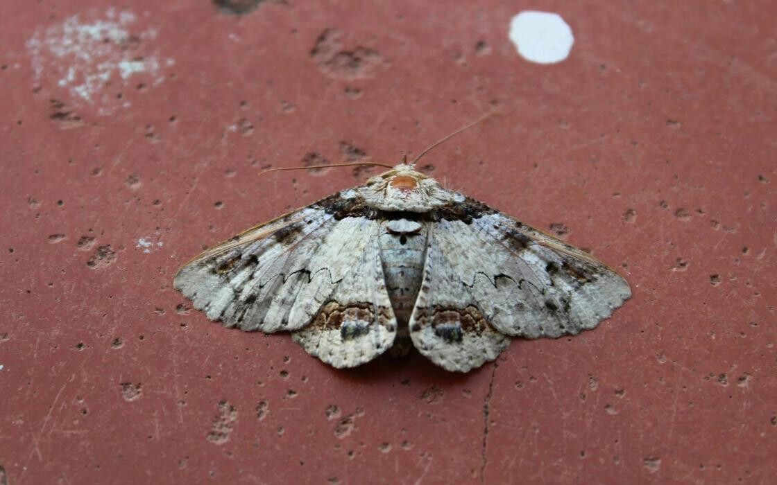 Bilder Insectokill