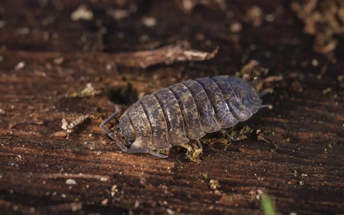 Bilder Insectokill