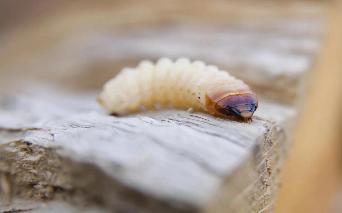 Bilder Insectokill