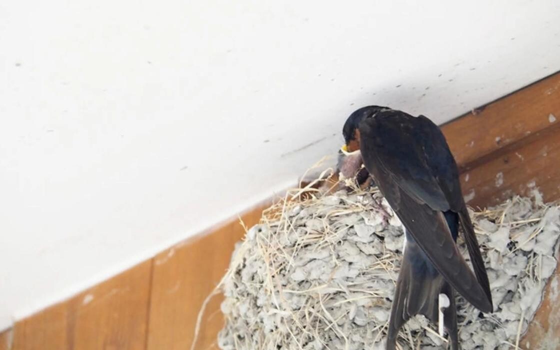 Bilder Insectokill