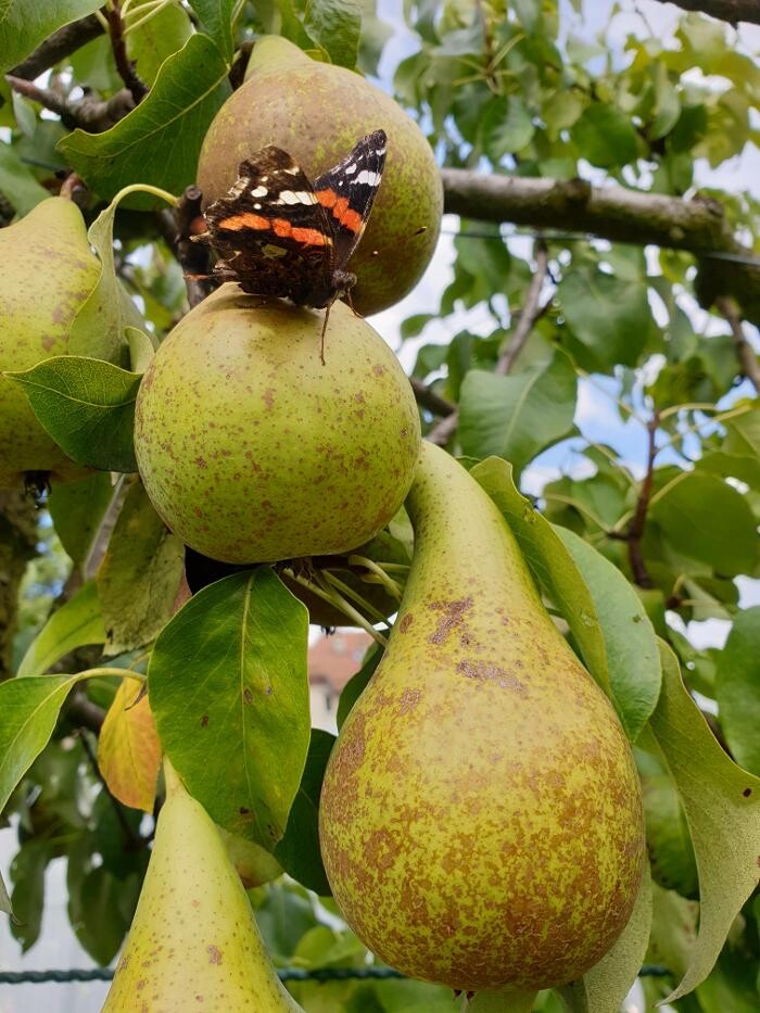 Bilder Marché Balmer