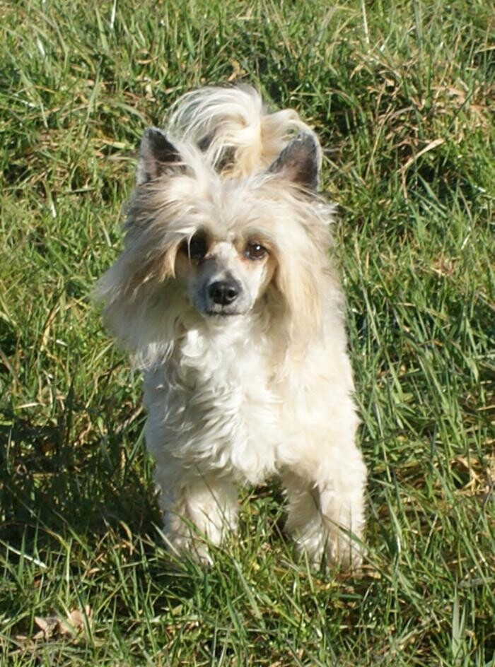 Bilder Chinesischer Schopfhund/Kleinpudel Zucht