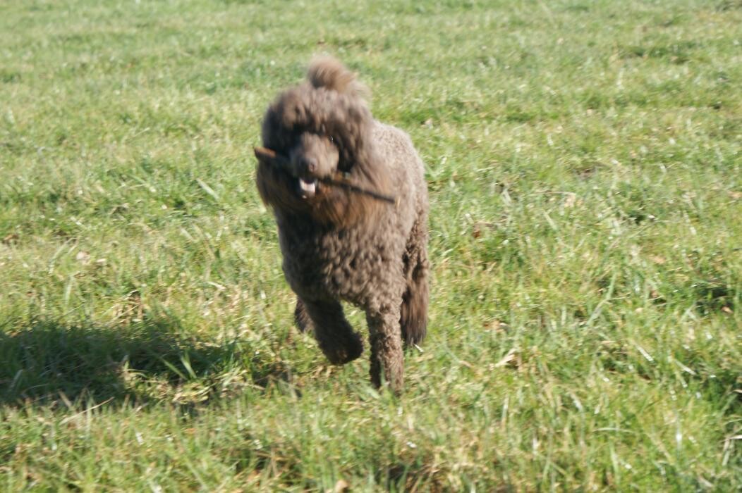 Bilder Chinesischer Schopfhund/Kleinpudel Zucht