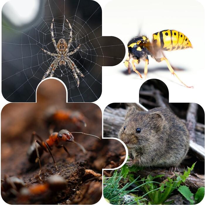 Bilder Thomann + parasitstopp