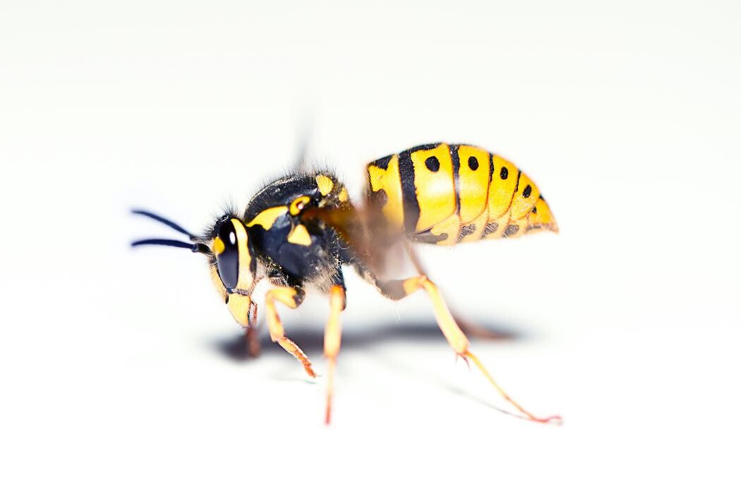 Bilder Thomann + parasitstopp