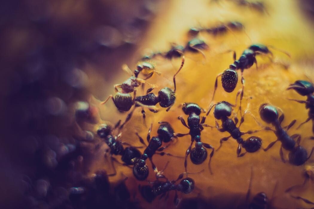 Bilder Thomann + parasitstopp