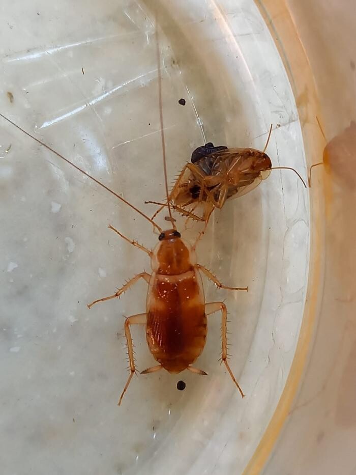 Bilder Thomann + parasitstopp