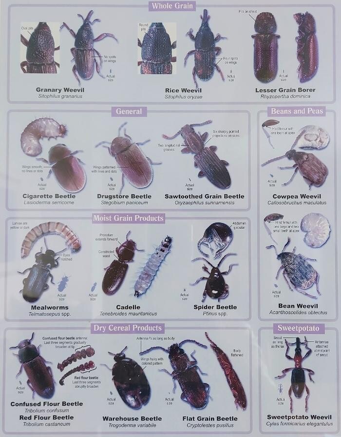 Bilder Thomann + parasitstopp
