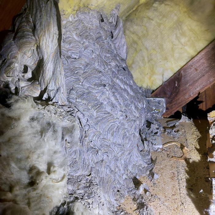 Bilder Thomann + parasitstopp