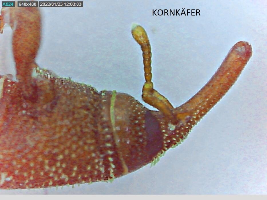 Bilder Thomann + parasitstopp