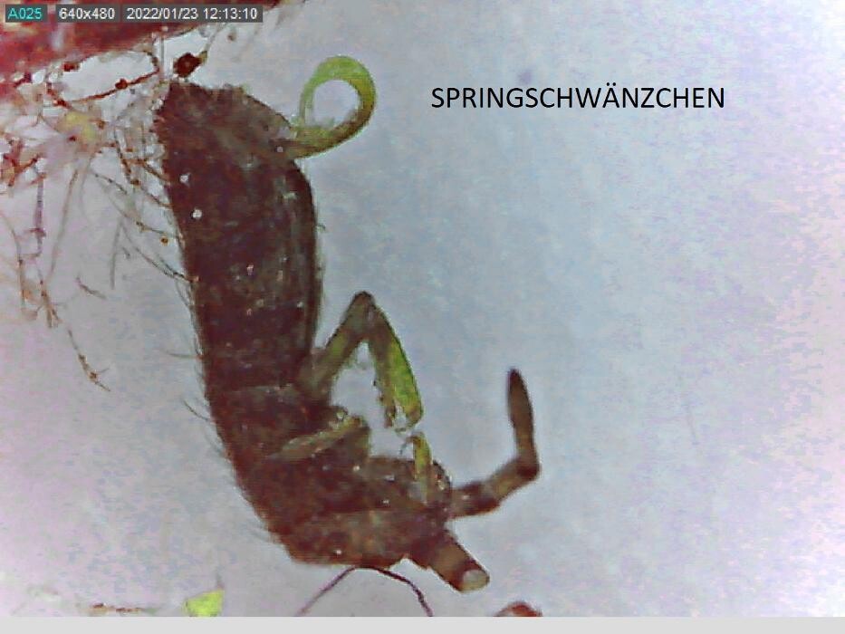 Bilder Thomann + parasitstopp