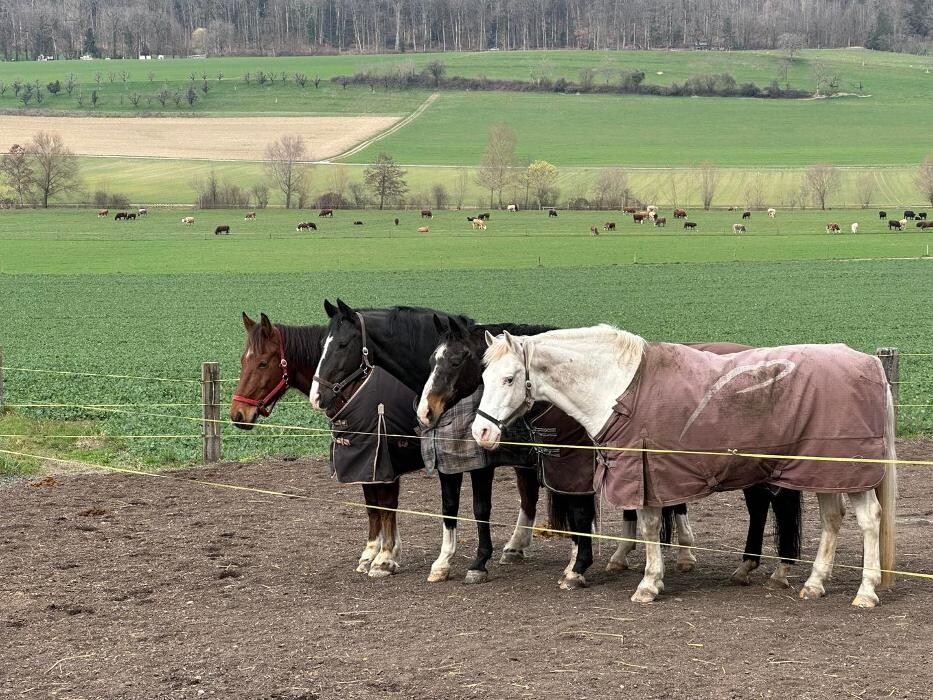 Bilder Reitstall Bühl
