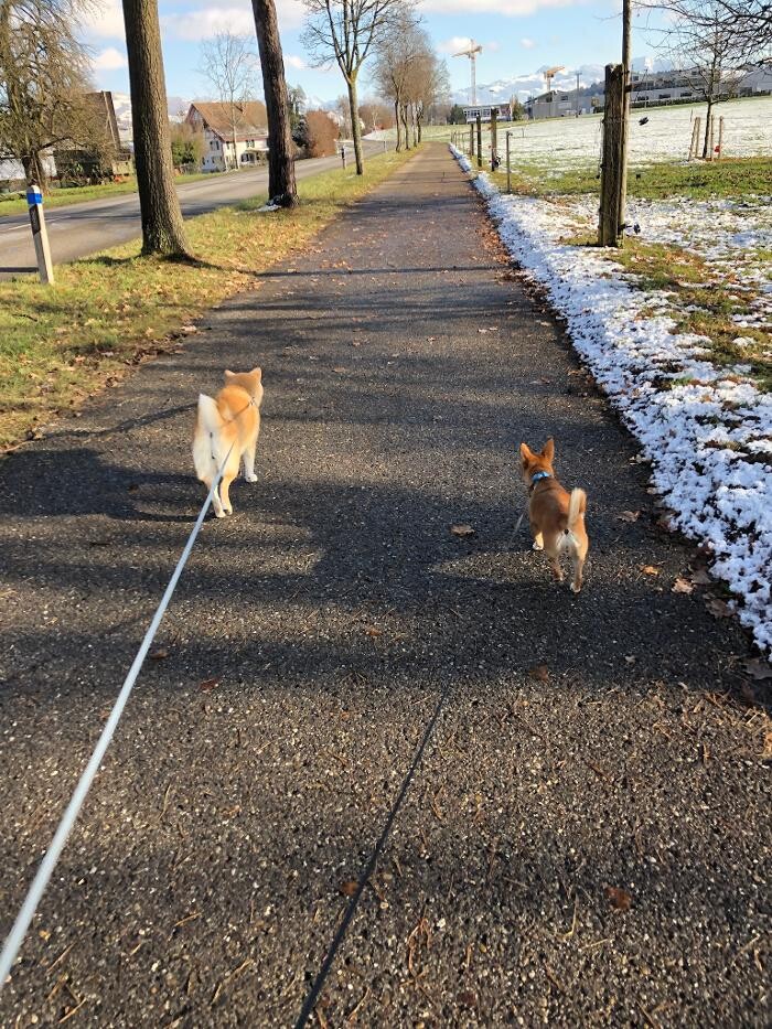 Bilder Waka Dog