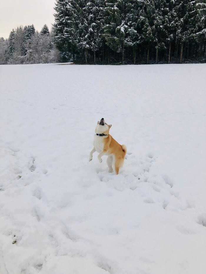 Bilder Waka Dog