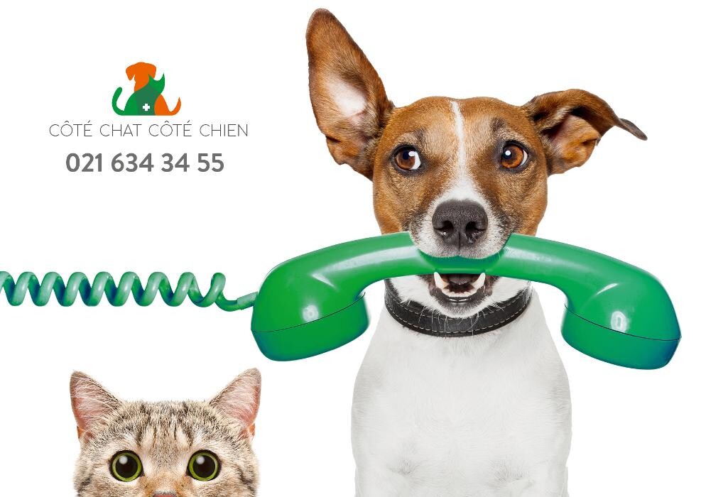 Bilder Côté Chat Côté Chien - Cabinet vétérinaire