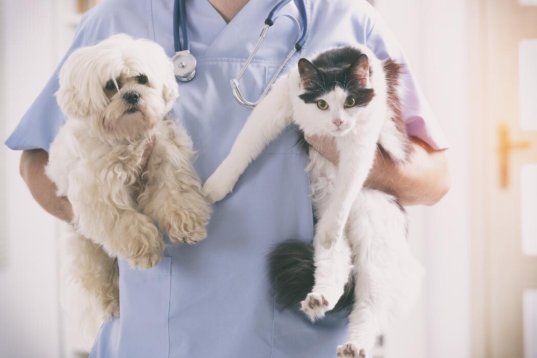 Bilder Côté Chat Côté Chien - Cabinet vétérinaire
