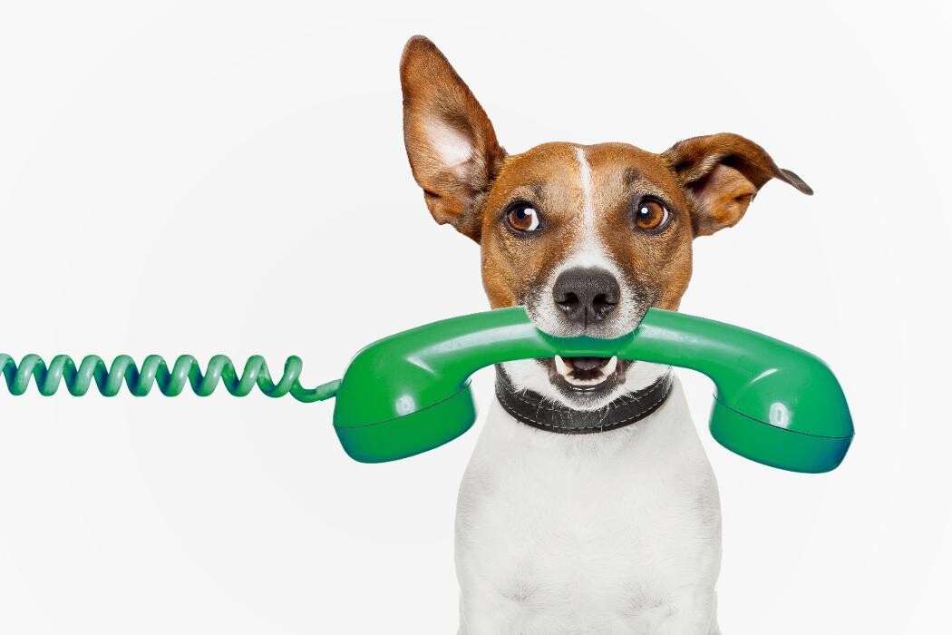 Bilder Côté Chat Côté Chien - Cabinet vétérinaire