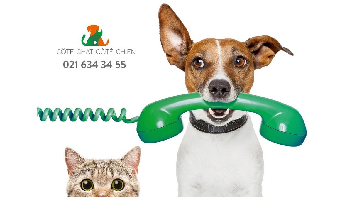 Bilder Côté Chat Côté Chien - Cabinet vétérinaire