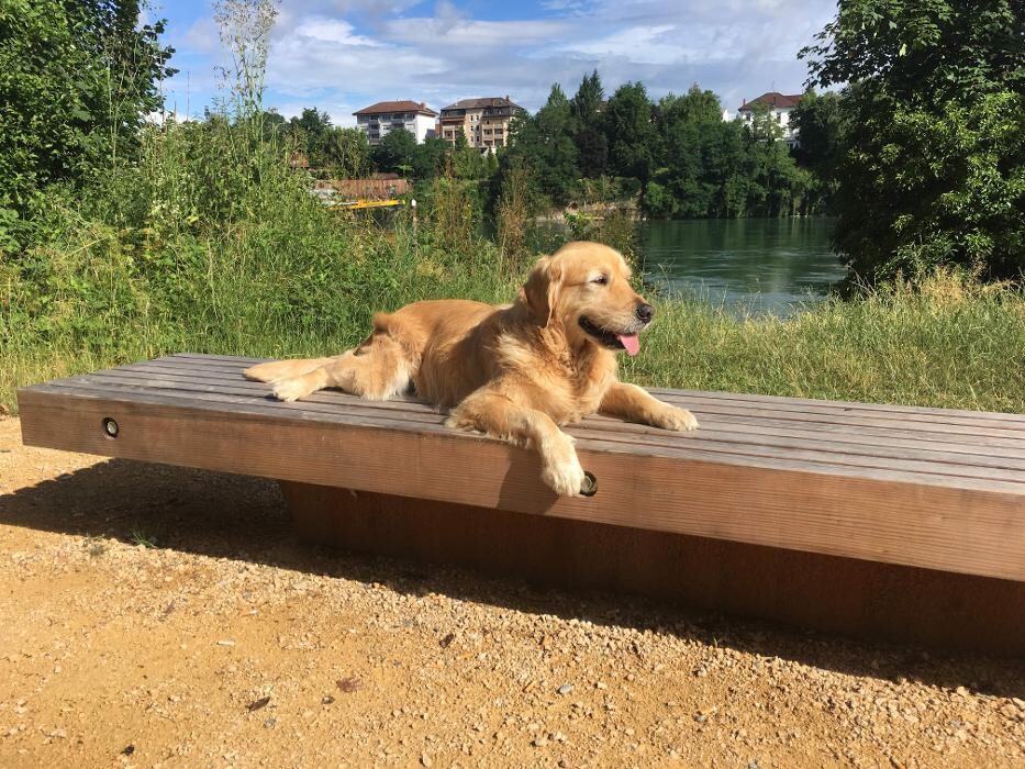 Bilder VIP Pets - Selina Köstl