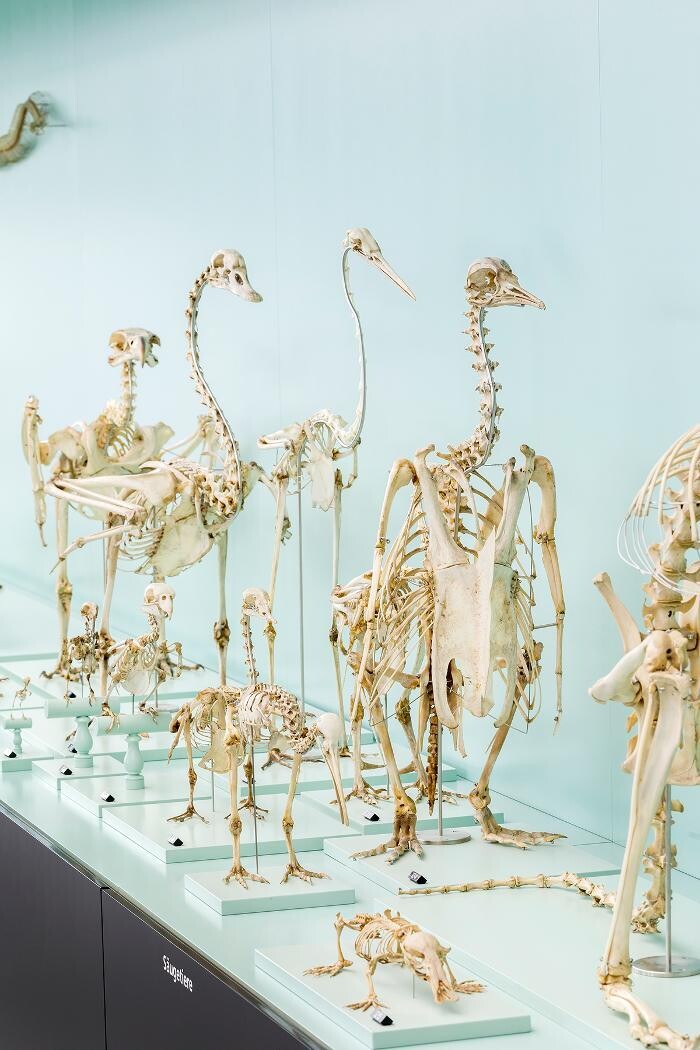 Bilder Naturhistorisches Museum Bern