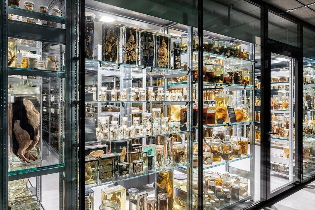 Bilder Naturhistorisches Museum Bern