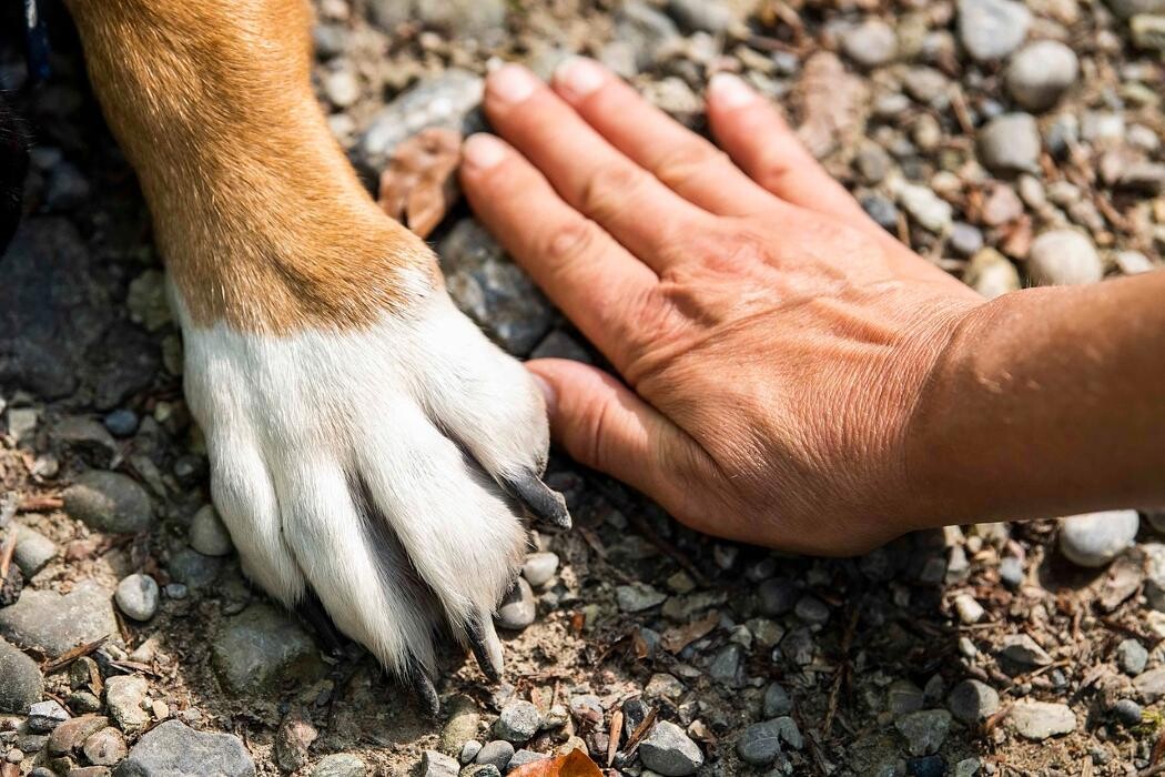 Bilder Weisse Hundetrainig