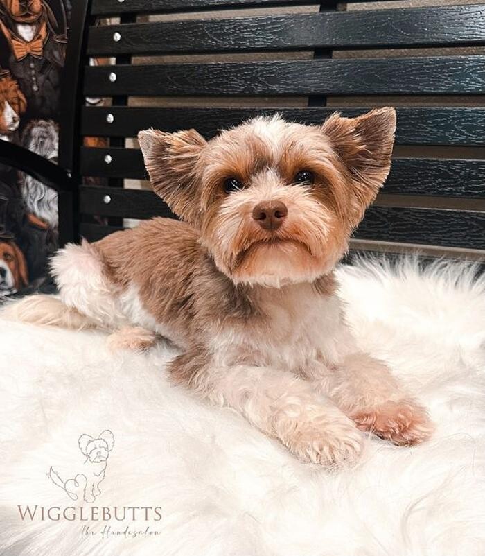Bilder Wigglebutts