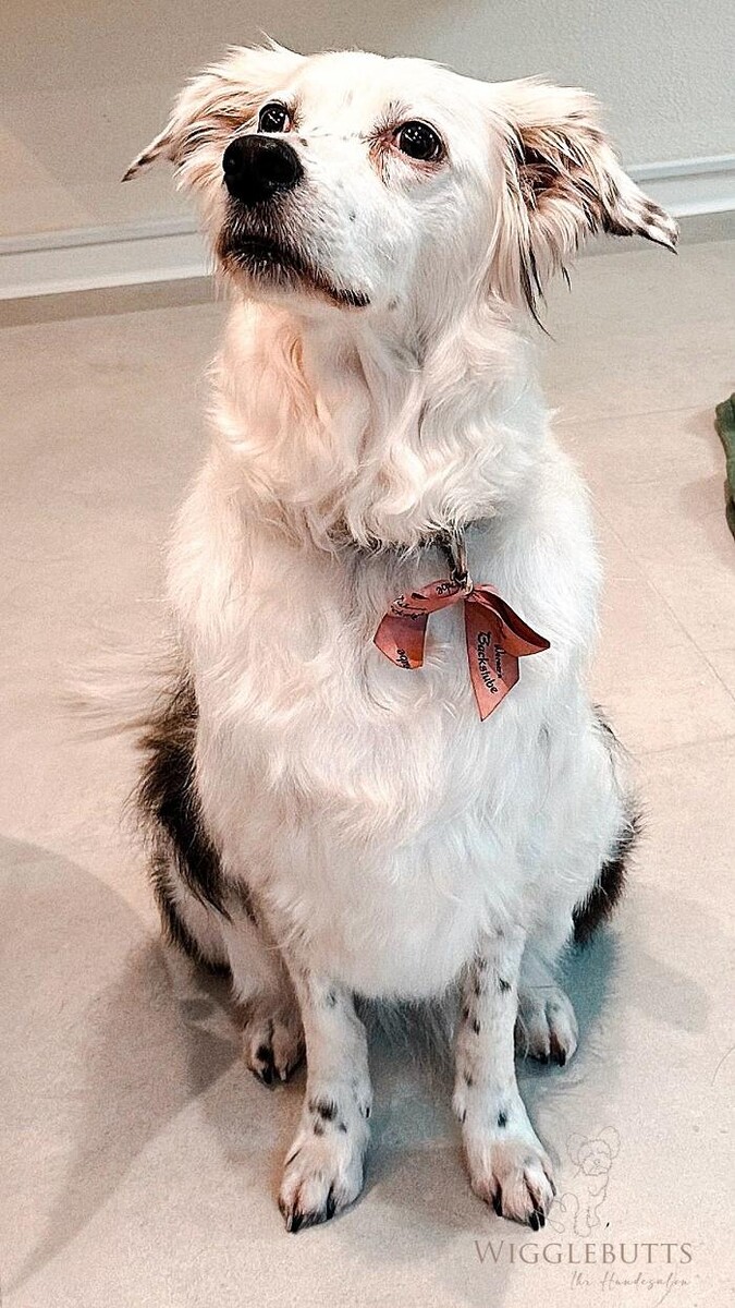 Bilder Wigglebutts