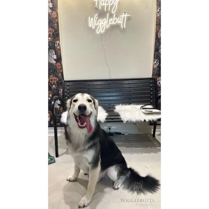 Bilder Wigglebutts