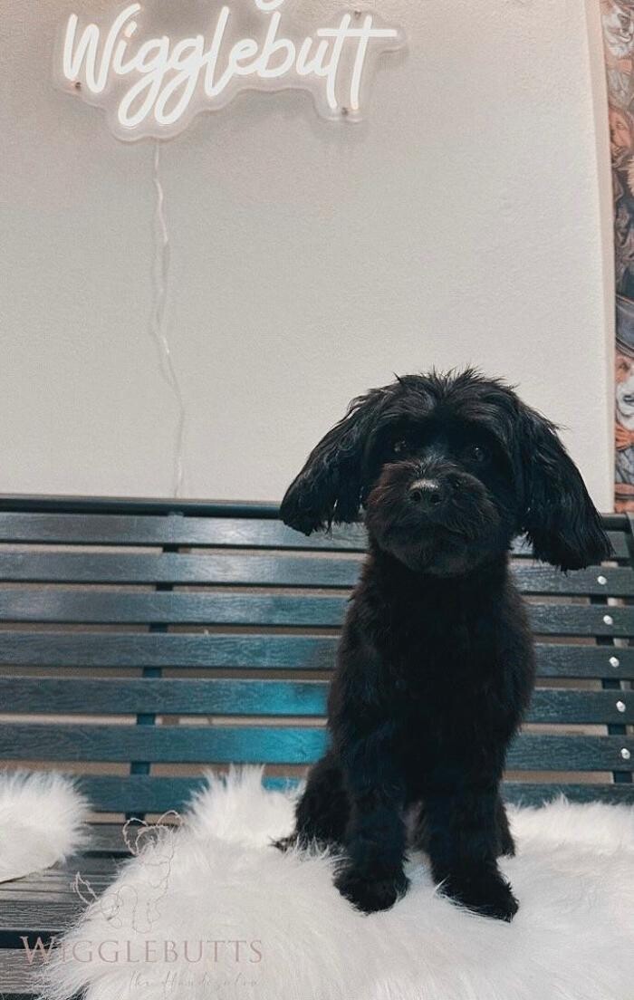 Bilder Wigglebutts