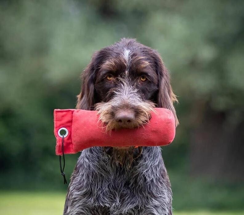 Bilder Hundeschule animalcoach.ch Zürich