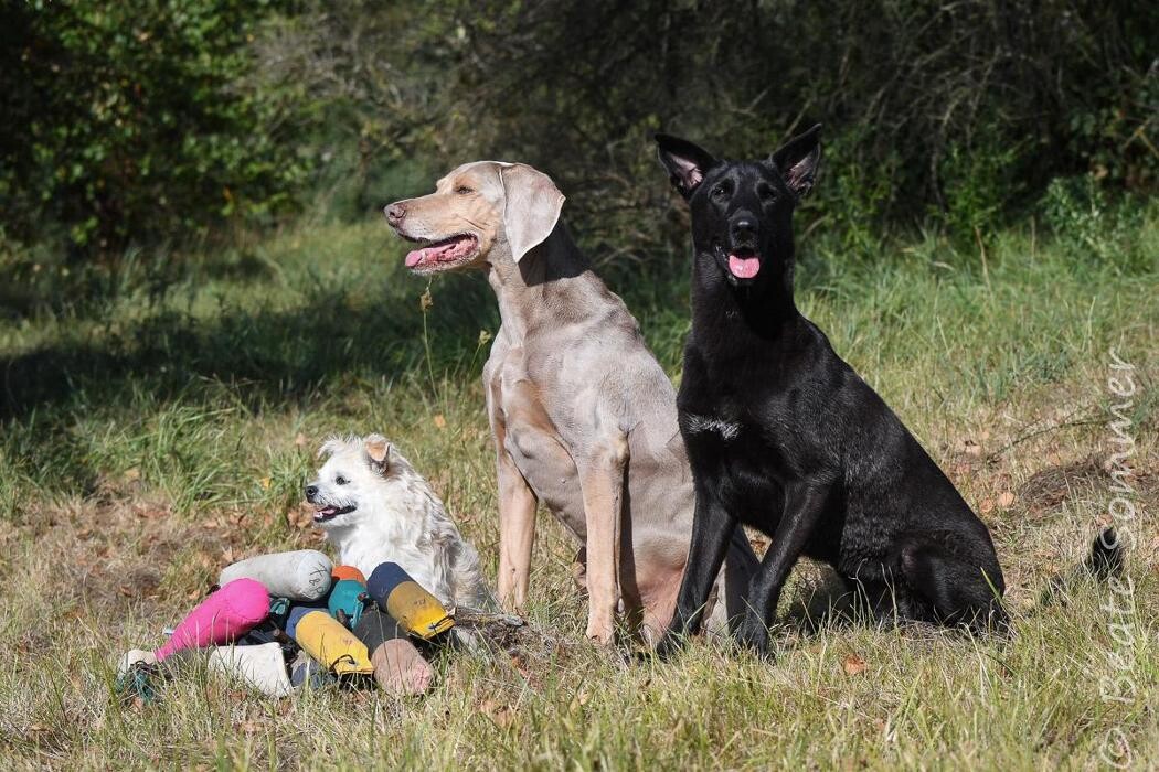 Bilder Hundeschule animalcoach.ch Zürich