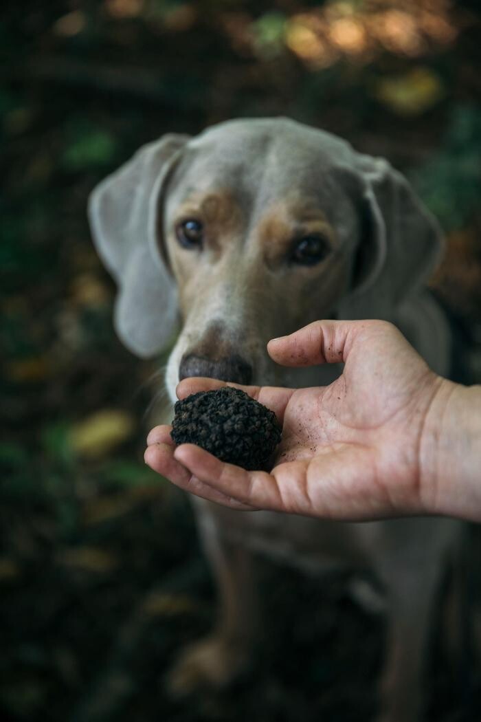 Bilder Hundeschule animalcoach.ch Zürich