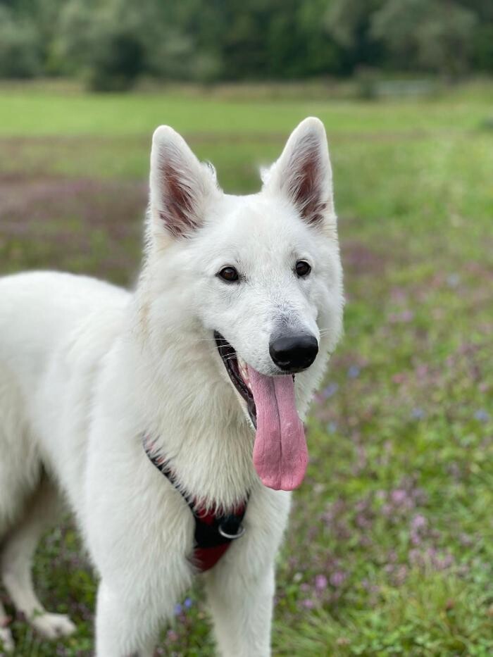 Bilder Hundeschule animalcoach.ch Zürich