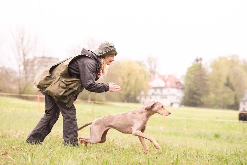 Bilder Hundeschule animalcoach.ch Zürich