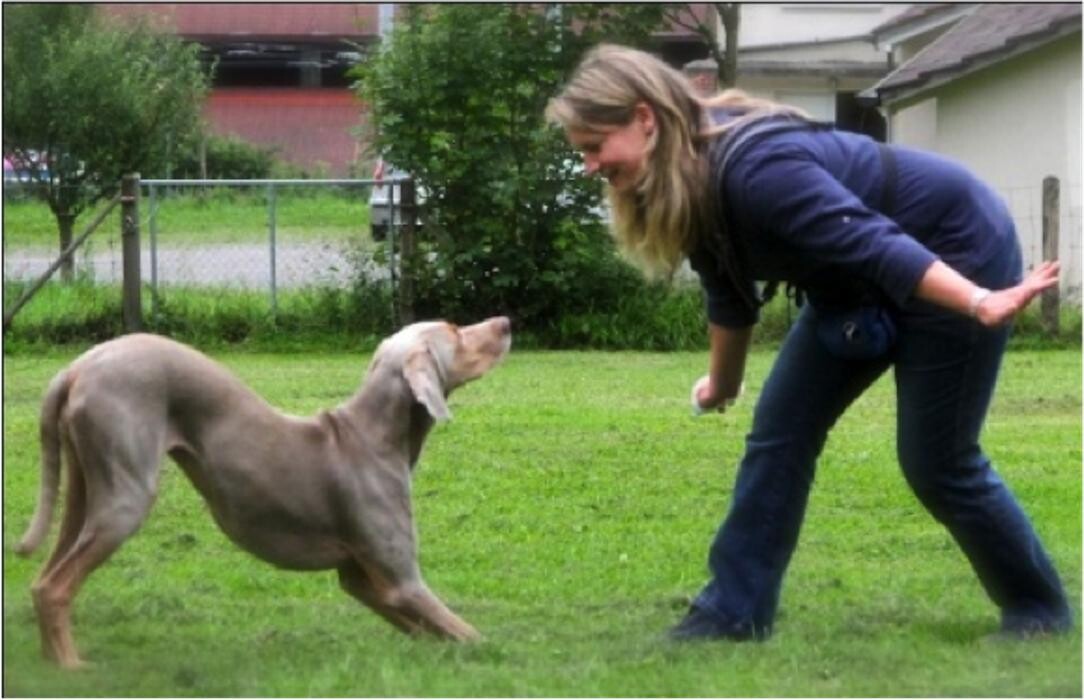 Bilder Hundeschule animalcoach.ch Zürich