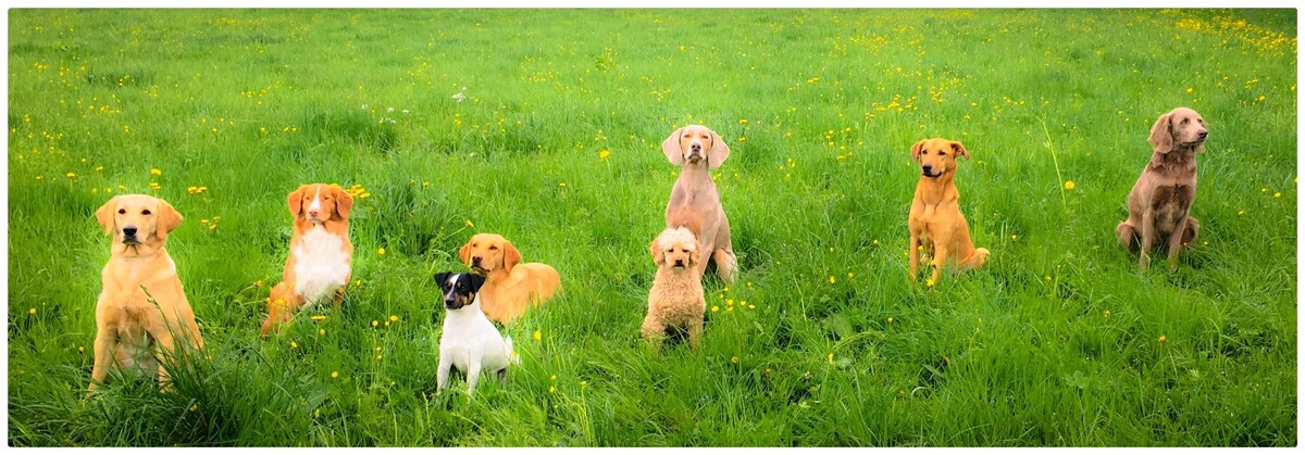 Bilder Hundeschule animalcoach.ch Zürich