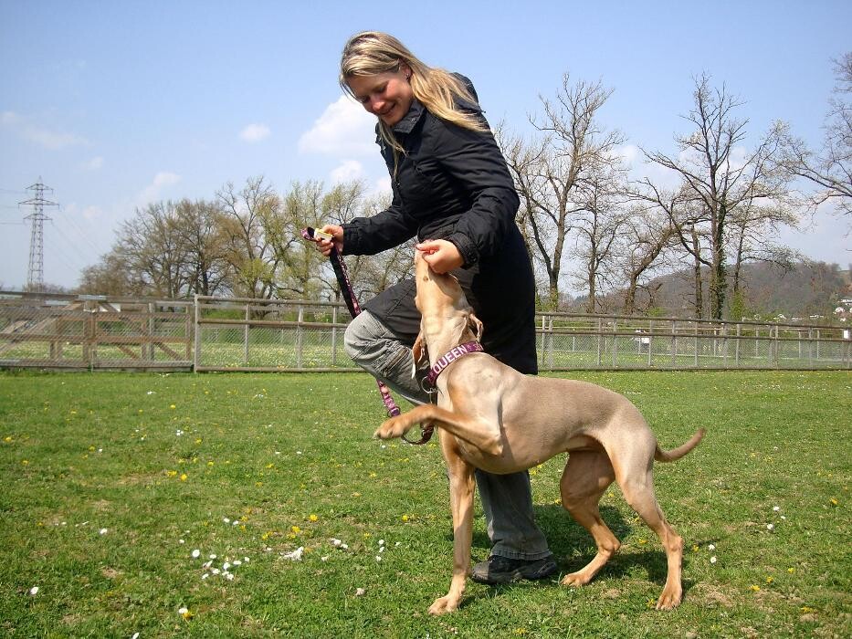 Bilder Hundeschule animalcoach.ch Zürich