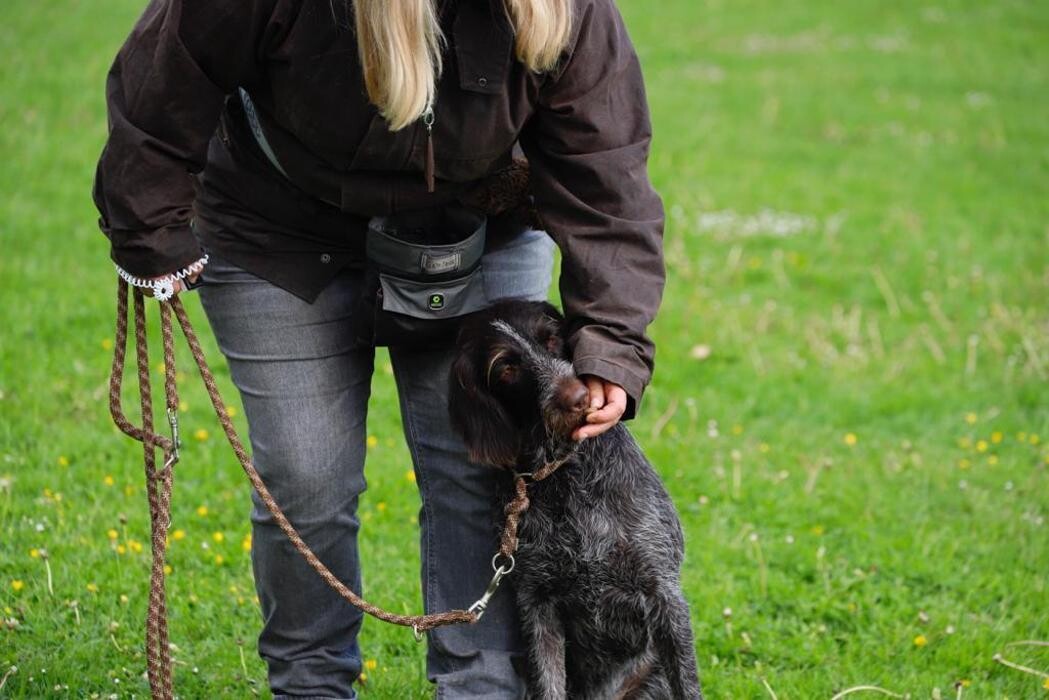 Bilder Hundeschule animalcoach.ch Zürich