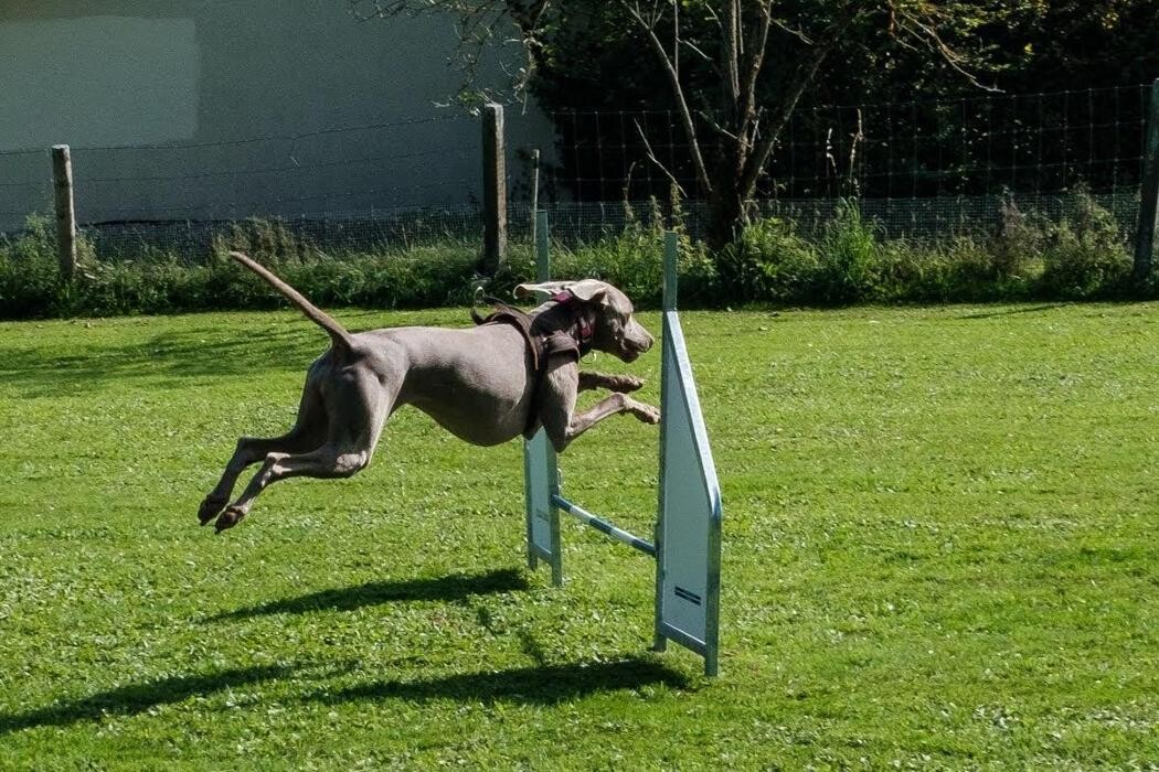 Bilder Hundeschule animalcoach.ch Zürich