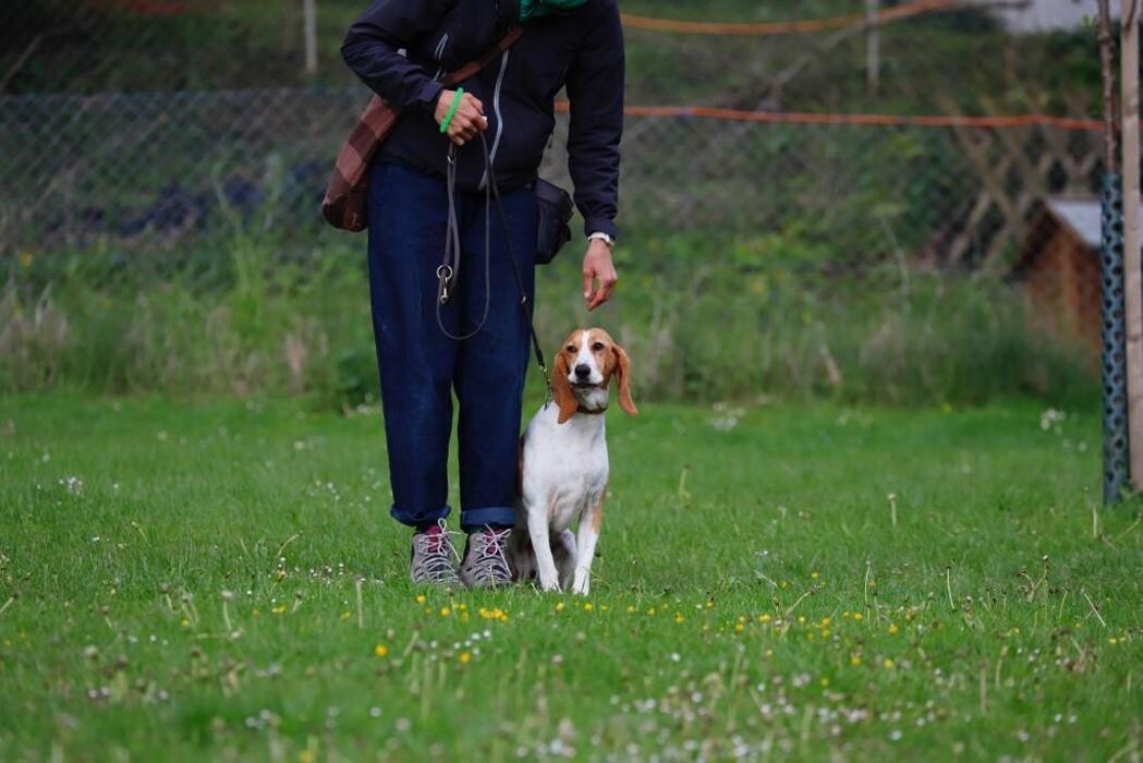 Bilder Hundeschule animalcoach.ch Zürich