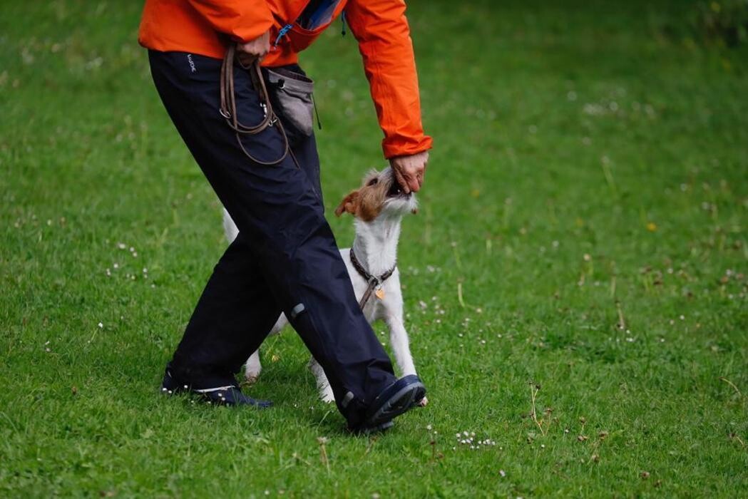 Bilder Hundeschule animalcoach.ch Zürich