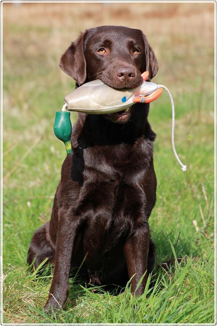 Bilder Hundeschule animalcoach.ch Zürich