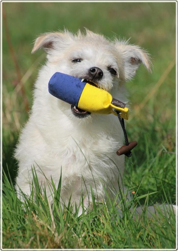 Bilder Hundeschule animalcoach.ch Zürich