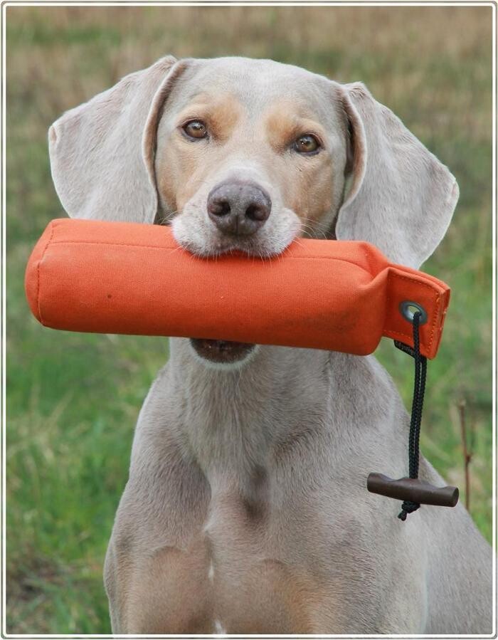 Bilder Hundeschule animalcoach.ch Zürich